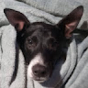 Meet your Posher, Hayley